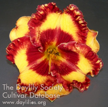 Daylily Band of Fire